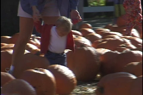 Little Boy Walking Through Pumpkin Patch Stock Footage 297851