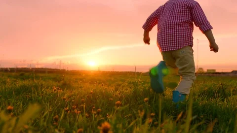 Little boy is walking towards the setting sun at flowering field Stock Footage 78856161