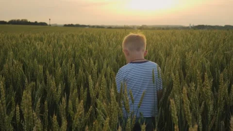 A little boy walks forward from the camera in a wheat field during sunset Stock Footage 248003060
