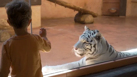 Little boy watch white tiger in the zoo Stock Footage