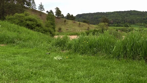 A little boy in a white hat plays a field flower field 動画素材 111696946