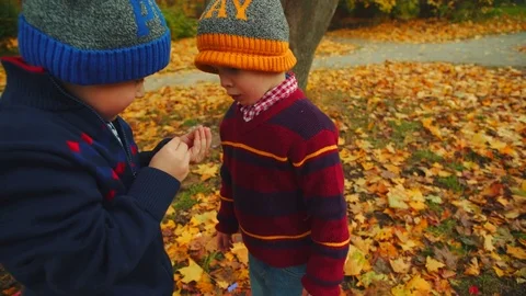 Little boys are examinating a bug in their hands in the autumn park Stock Footage 83743075