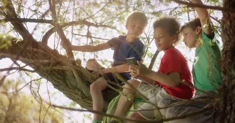 Little Boys looking at smartphone while sitting on a tree Stock Footage 77615575