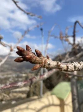 A little branch with clouds in background 写真素材