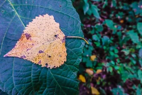 Little bright leaf on a large green leaf in autumn Stock Photos