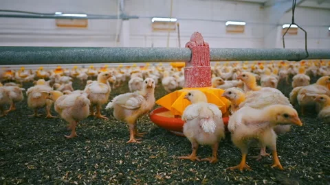 Little broilers eating fodder on a farm. Cute chicks feeding from a trough  Stock-Footage 161155490