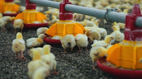 Little broilers feeding from automatic trough. Funny chickens eating fodder Stock-Footage 161154919