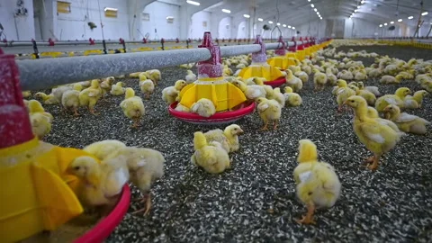 Little broilers on a modern factory. Young chickens breeding on a farm.  Stock-Footage 158839449