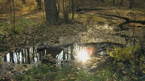 Little brook Stock Footage 10709581