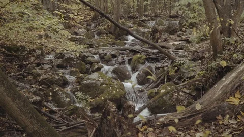 A little brook in the forest Stock-Footage 98212962