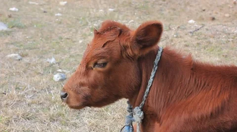 Little brown calf Stock Footage 41759955