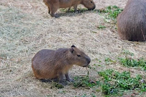 Little brown capybara eats grass on a glade. The capybara is the largest amon Foto stock