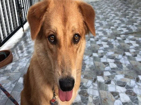 Little brown dog 스톡 동영상 73583014