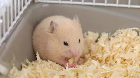 Little brown hamster stands on two legs and wash Stock Footage 236907849