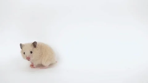 Little brown hamster stands on two legs and wash Stock Footage 238030479