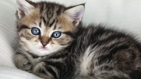 Little brown kitten close up looking straight Stock-Footage 204953418