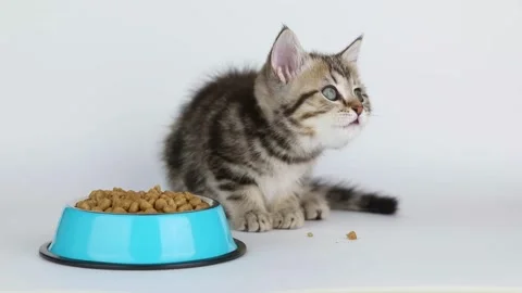 Little brown kitten eats from a blue bowl 動画素材 201352649