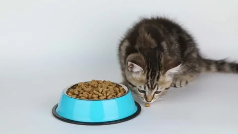 Little brown kitten eats from a blue cup Stock Footage 220357068