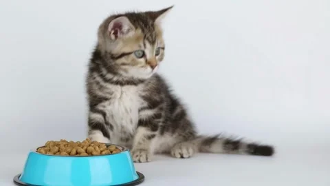 Little brown kitten eats from a blue cup Video stock 222814647