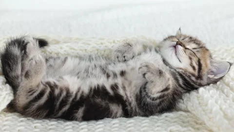 Little brown kitten sleeping on back on white background Stock Footage 196372528