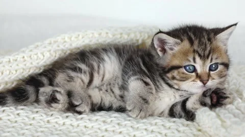 Little brown kitten sleeping on back on white background Stock-Footage 232033346