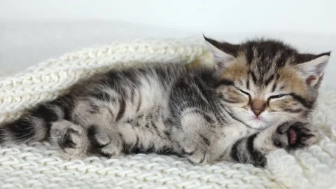 Little brown kitten sleeping on back on white background Video stock 233499731