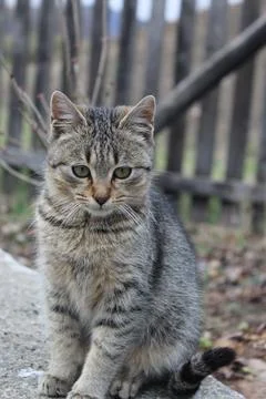 Little brown kitty Stock-Fotos