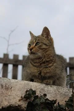 Little brown kitty Stock-Fotos