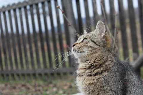 Little brown kitty Stock-Fotos