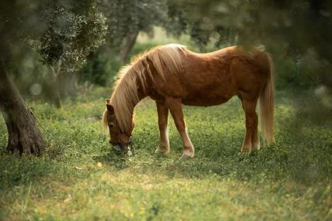 Little brown pony eats grass in the garden Stock Photos