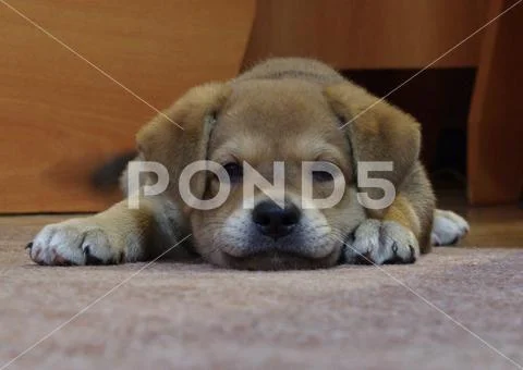 A little brown puppy lies on a gray carpet Stock Photos