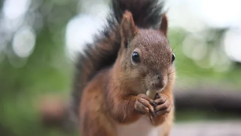 A little brown squirrel eats a nut Vidéo 211317983