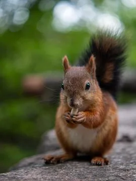 A little brown squirrel eats a nut Photos