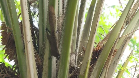 A little brown squirrel perched on a palm tree branch. Video stock 331864181