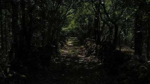 Little bucolic path 2 Video stock 145967931