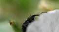 Little Bug 9175b HD Footage