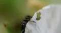 Little Bug 9176b HD Footage