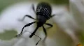 Little Bug 9178a HD Footage