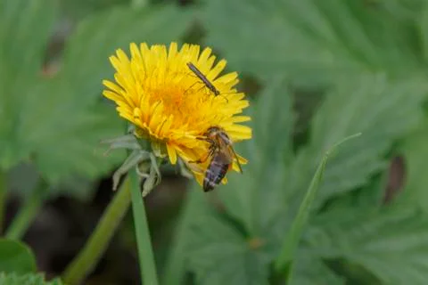 Little bug and bee on spring yellow dandelion on a blurred background Stock Photos