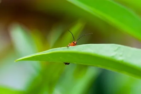 Little bug climbs on leaf Stock Photos
