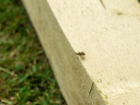 A little bug crawls on the board Stock Photos