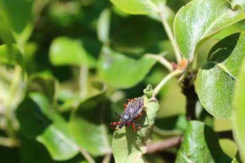 Little bug in the garden Stock Photos