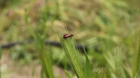 Little bug on grass Video stock 41380498