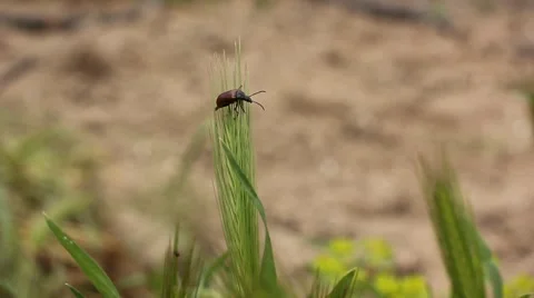 Little bug on grass Stock Footage 41380503