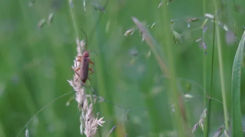 Little bug on the Grass 스톡 동영상 151085118