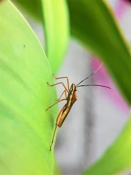 Little Bug On The Green Leaf Stock Photos
