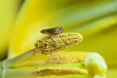 Little bug inside a flower macro photography Stock Photos