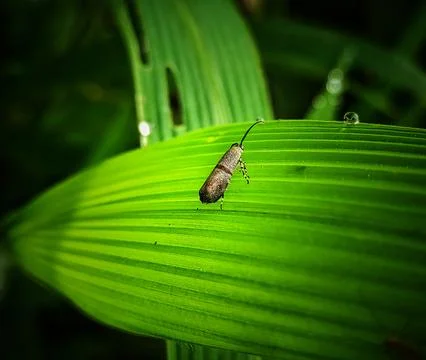 Little bug moth Stock Photos