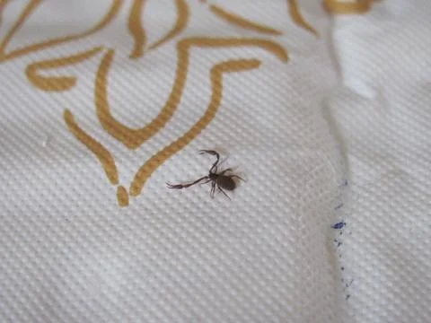 Little bug 스톡 사진