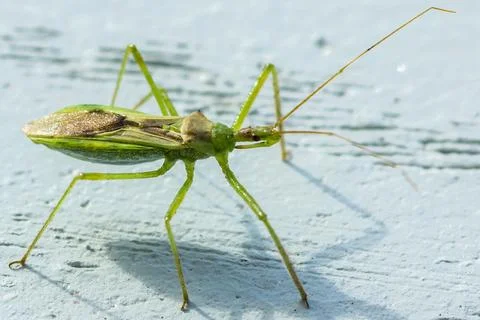 Little Bug Stock Photos